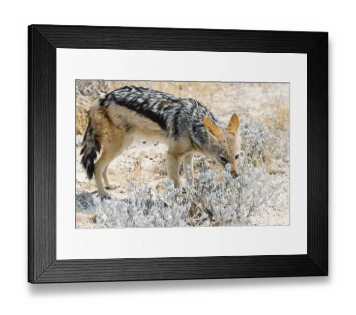 Framed Print : Black-backed Jackal -Canis mesomelas-, Etosha National Park, Namibia Framed Print : Black-backed Jackal -Canis mesomelas-, Etosha National Park, Namibia