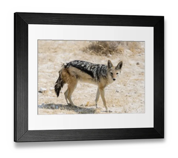 Framed Print : Black-backed Jackal -Canis mesomelas-, Etosha National Park, Namibia Framed Print : Black-backed Jackal -Canis mesomelas-, Etosha National Park, Namibia