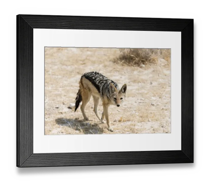 Framed Print : Black-backed Jackal -Canis mesomelas-, Etosha National Park, Namibia Framed Print : Black-backed Jackal -Canis mesomelas-, Etosha National Park, Namibia
