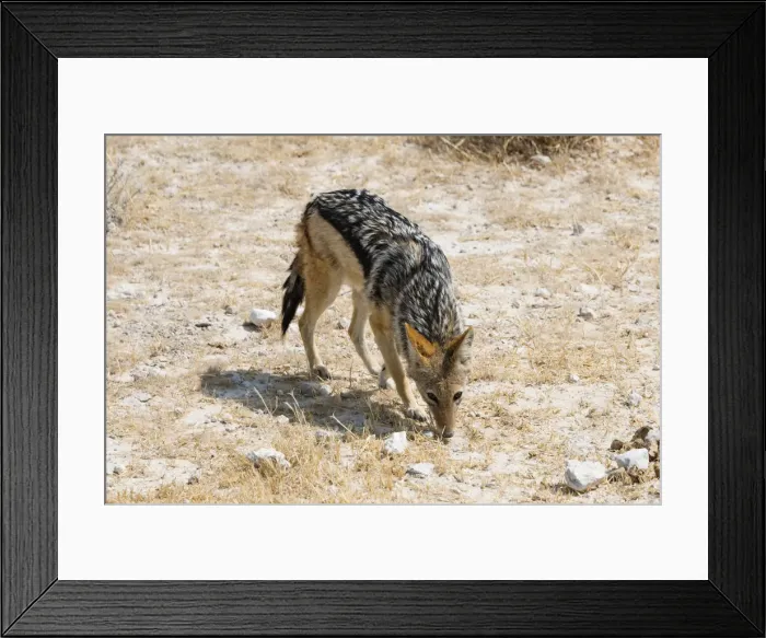Framed Print : Black-backed Jackal -Canis mesomelas-, Etosha National Park, Namibia Framed Print : Black-backed Jackal -Canis mesomelas-, Etosha National Park, Namibia