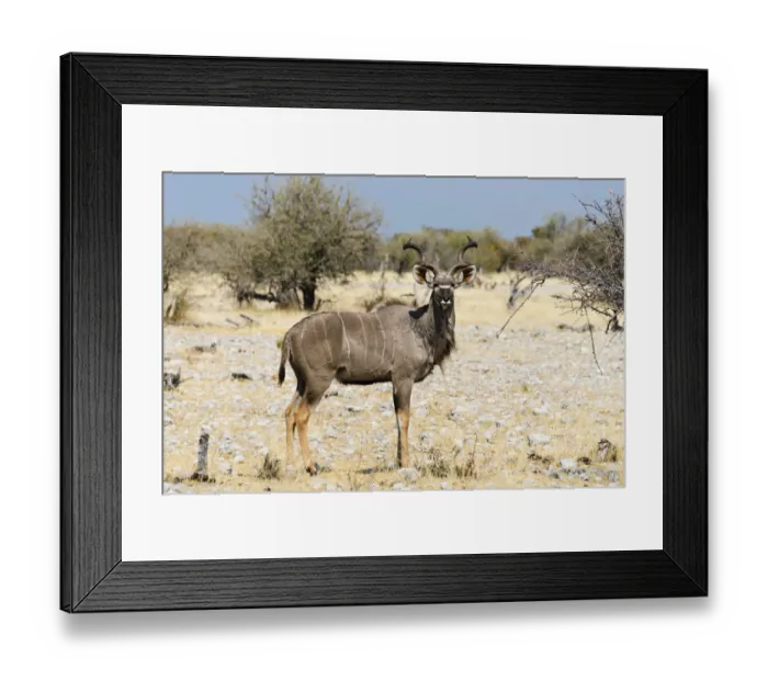 Framed Print : Greater Kudu -Tragelaphus strepsiceros-, Etosha National Park, Namibia Framed Print : Greater Kudu -Tragelaphus strepsiceros-, Etosha National Park, Namibia