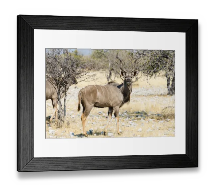 Framed Print : Greater Kudu -Tragelaphus strepsiceros-, Etosha National Park, Namibia