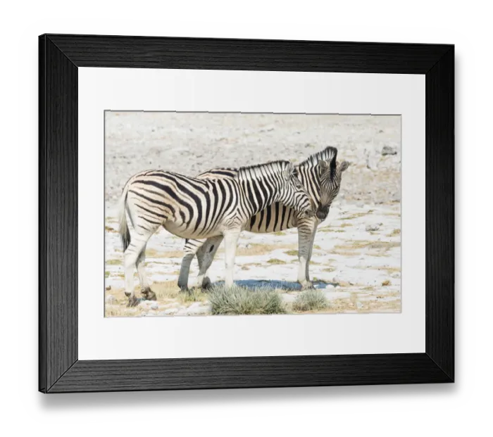 Framed Print : Plains zebras -Equus quagga-, Etosha National Park, Namibia Framed Print : Plains zebras -Equus quagga-, Etosha National Park, Namibia