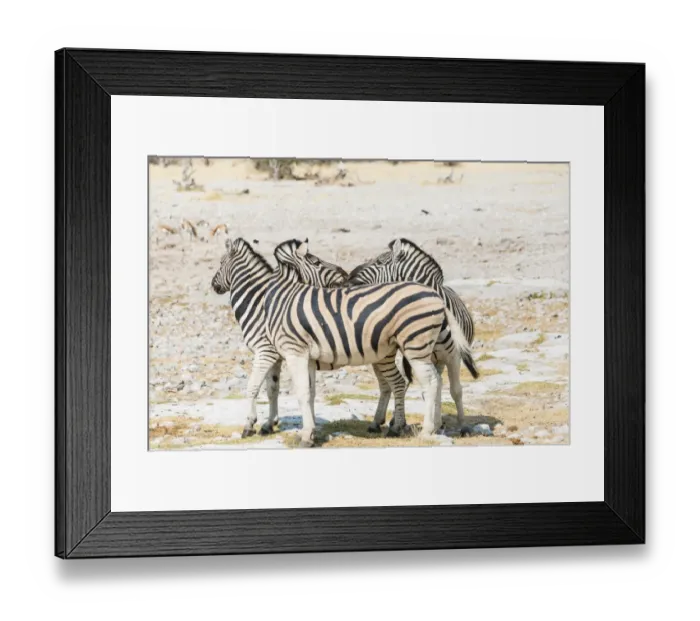 Framed Print : Plains zebra -Equus quagga-, Etosha National Park, Namibia Framed Print : Plains zebra -Equus quagga-, Etosha National Park, Namibia