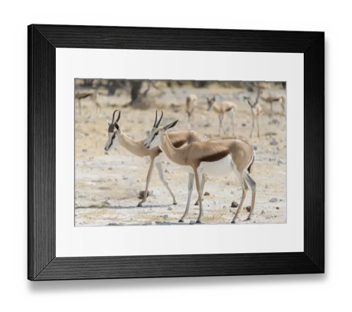 Framed Print : Springboks -Antidorcas marsupialis-, Etosha National Park, Namibia Framed Print : Springboks -Antidorcas marsupialis-, Etosha National Park, Namibia