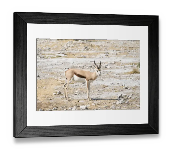 Framed Print : Springbok -Antidorcas marsupialis-, Etosha National Park, Namibia Framed Print : Springbok -Antidorcas marsupialis-, Etosha National Park, Namibia