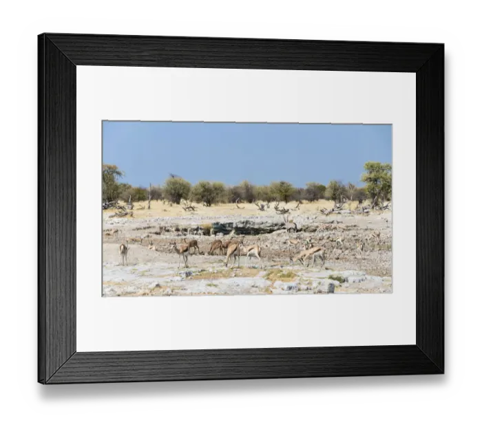 Framed Print : Springboks -Antidorcas marsupialis-, Etosha National Park, Namibia