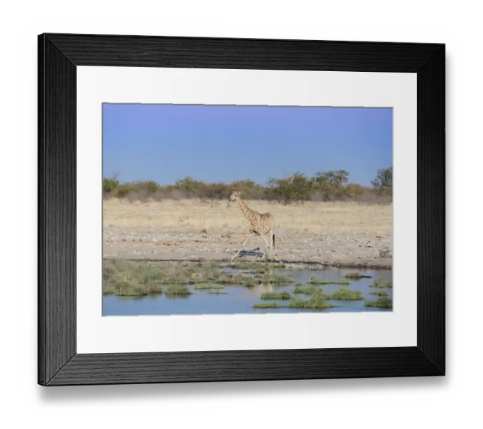 Framed Print : Giraffe -Giraffa camelopardalis- drinking at a waterhole, Etosha National Park, Namibia Framed Print : Giraffe -Giraffa camelopardalis- drinking at a waterhole, Etosha National Park, Namibia