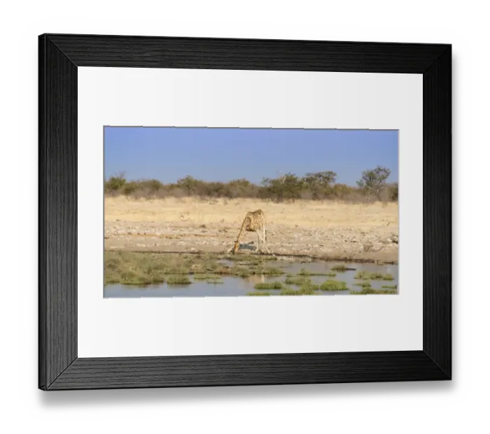 Framed Print : Giraffe -Giraffa camelopardalis- drinking at a waterhole, Etosha National Park, Namibia Framed Print : Giraffe -Giraffa camelopardalis- drinking at a waterhole, Etosha National Park, Namibia