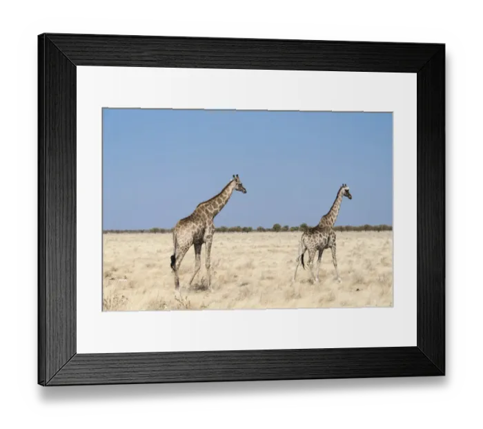 Framed Print : Giraffes -Giraffa camelopardalis-, Etosha National Park, Namibia Framed Print : Giraffes -Giraffa camelopardalis-, Etosha National Park, Namibia
