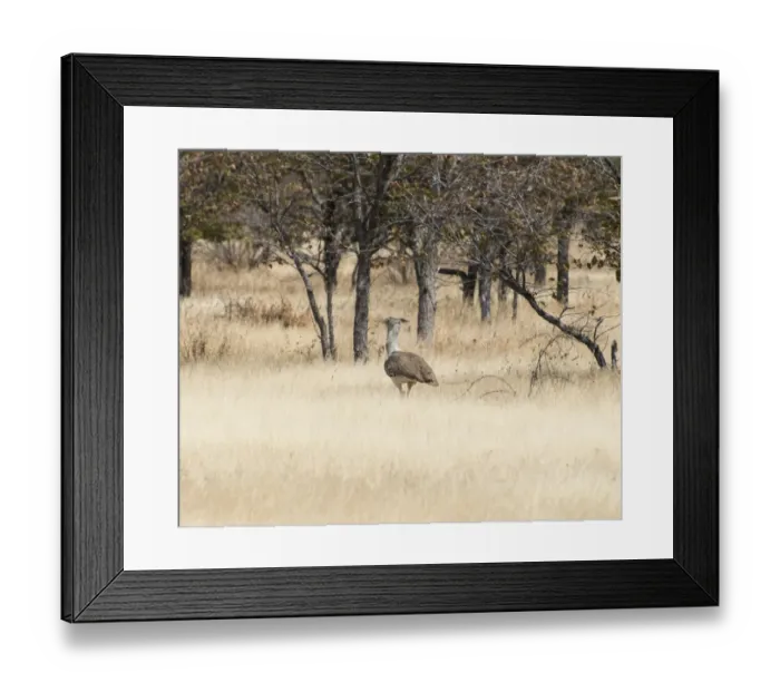 Framed Print : Kori Bustard -Ardeotis kori-, Etosha National Park, Namibia Framed Print : Kori Bustard -Ardeotis kori-, Etosha National Park, Namibia