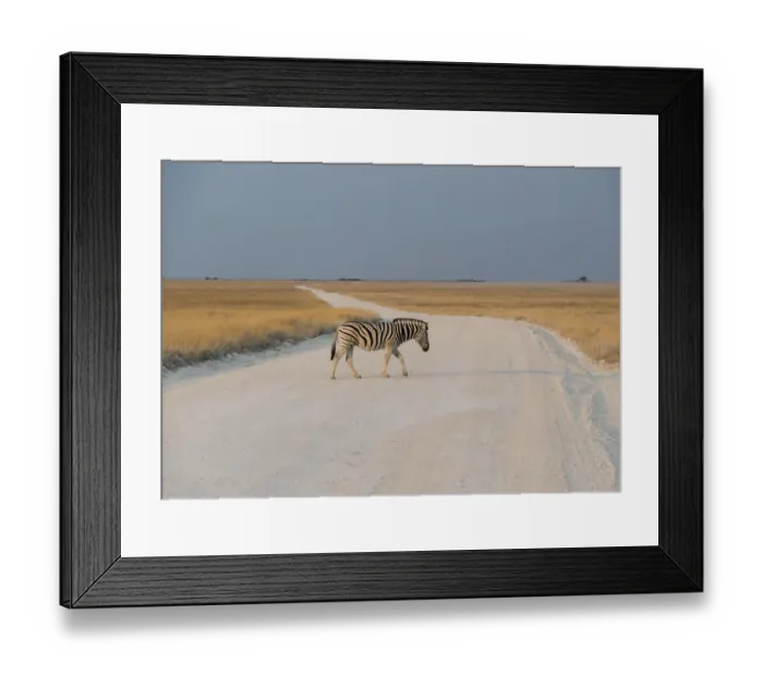 Framed Print : Plains Zebra or Burchells Zebra -Equus burchelli- crossing a dirt road, Etosha National Park, Namibia Framed Print : Plains Zebra or Burchells Zebra -Equus burchelli- crossing a dirt road, Etosha National Park, Namibia