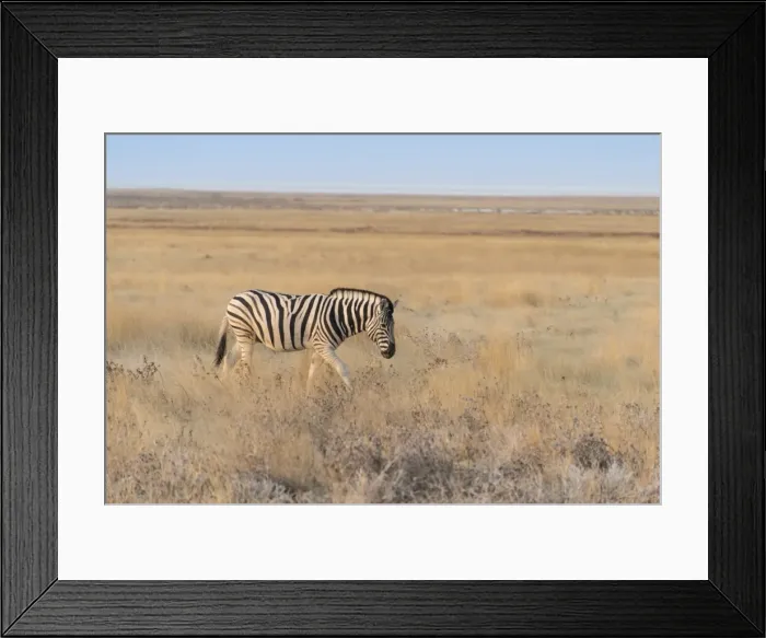 Framed Print : Plains Zebra or Burchells Zebra -Equus burchelli-, Etosha National Park, Namibia Framed Print : Plains Zebra or Burchells Zebra -Equus burchelli-, Etosha National Park, Namibia