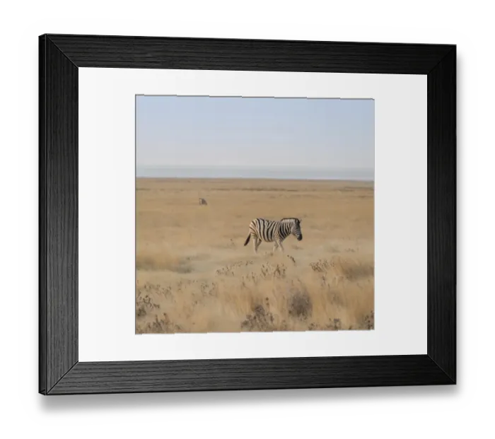 Framed Print : Plains Zebra or Burchells Zebra -Equus burchelli-, Etosha National Park, Namibia Framed Print : Plains Zebra or Burchells Zebra -Equus burchelli-, Etosha National Park, Namibia