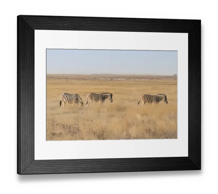 Framed Print : Plains Zebras or Burchells Zebras -Equus burchelli-, Etosha National Park, Namibia Framed Print : Plains Zebras or Burchells Zebras -Equus burchelli-, Etosha National Park, Namibia