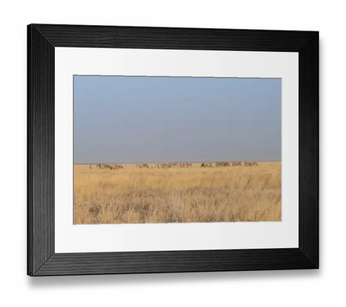 Framed Print : Plains Zebras or Burchells Zebras -Equus burchelli-, Etosha National Park, Namibia Framed Print : Plains Zebras or Burchells Zebras -Equus burchelli-, Etosha National Park, Namibia