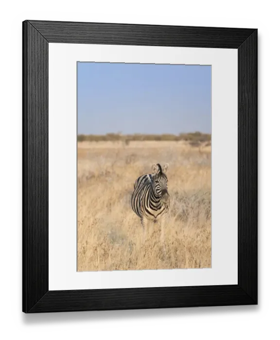 Framed Print : Plains Zebra or Burchells Zebra -Equus burchelli-, Etosha National Park, Namibia Framed Print : Plains Zebra or Burchells Zebra -Equus burchelli-, Etosha National Park, Namibia