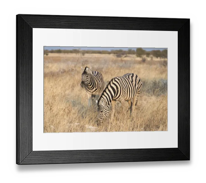 Framed Print : Plains Zebras or Burchells Zebras -Equus burchelli-, Etosha National Park, Namibia Framed Print : Plains Zebras or Burchells Zebras -Equus burchelli-, Etosha National Park, Namibia