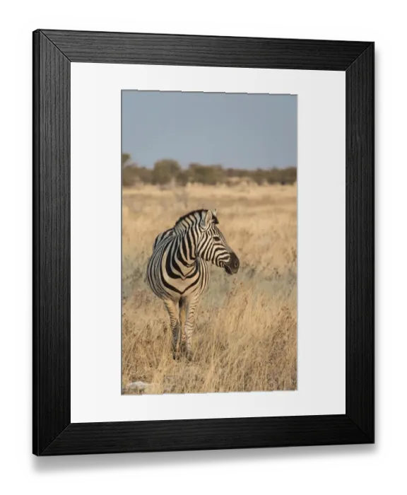 Framed Print : Plains Zebra or Burchells Zebra -Equus burchelli-, Etosha National Park, Namibia Framed Print : Plains Zebra or Burchells Zebra -Equus burchelli-, Etosha National Park, Namibia