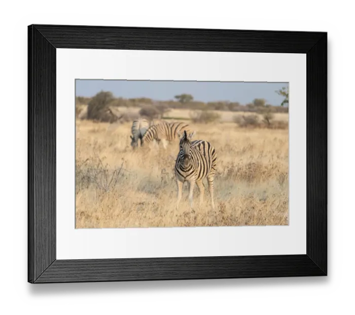 Framed Print : Plains Zebras or Burchells Zebras -Equus burchelli-, Etosha National Park, Namibia Framed Print : Plains Zebras or Burchells Zebras -Equus burchelli-, Etosha National Park, Namibia