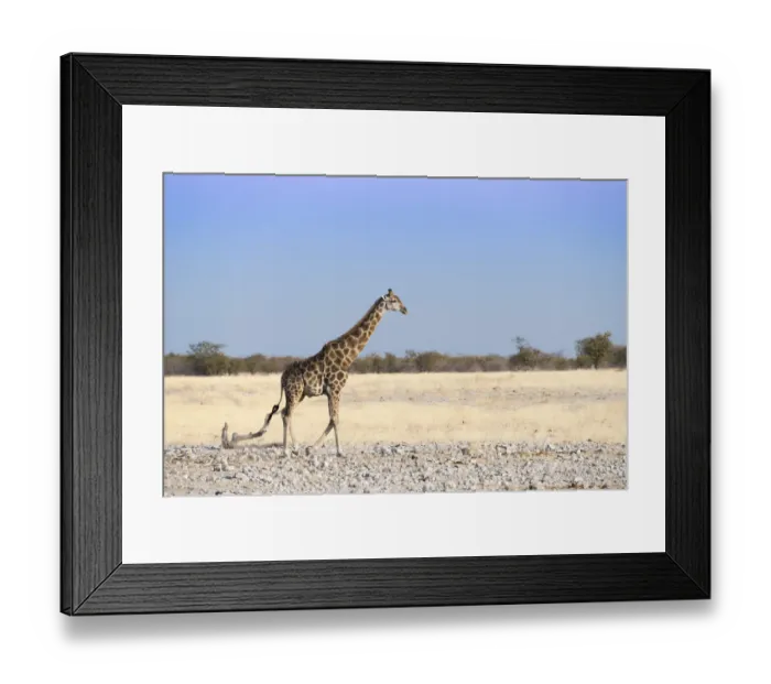 Framed Print : Giraffe -Giraffa camelopardalis-, Etosha National Park, Namibia