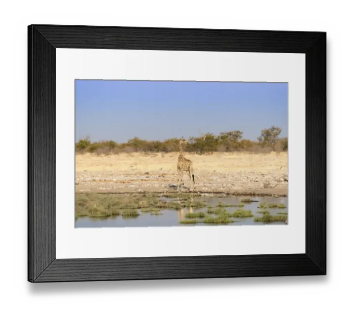 Framed Print : Giraffe -Giraffa camelopardalis- at a waterhole, Etosha National Park, Namibia Framed Print : Giraffe -Giraffa camelopardalis- at a waterhole, Etosha National Park, Namibia