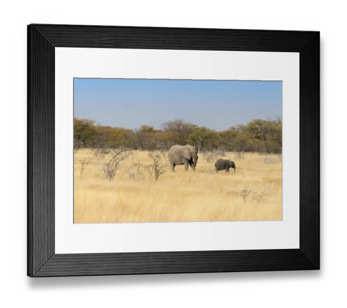 Framed Print : African elephants -Loxodonta africana-, Etosha National Park, Namibia Framed Print : African elephants -Loxodonta africana-, Etosha National Park, Namibia
