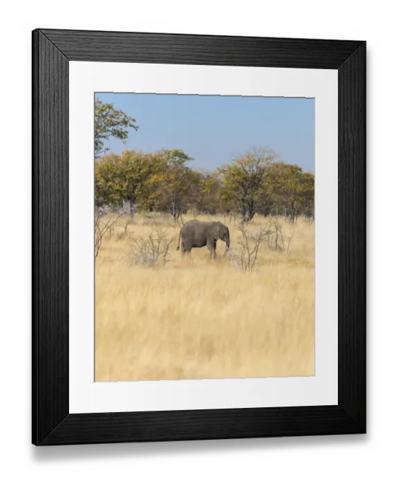 Framed Print : African Elephant -Loxodonta africana-, Etosha National Park, Namibia Framed Print : African Elephant -Loxodonta africana-, Etosha National Park, Namibia