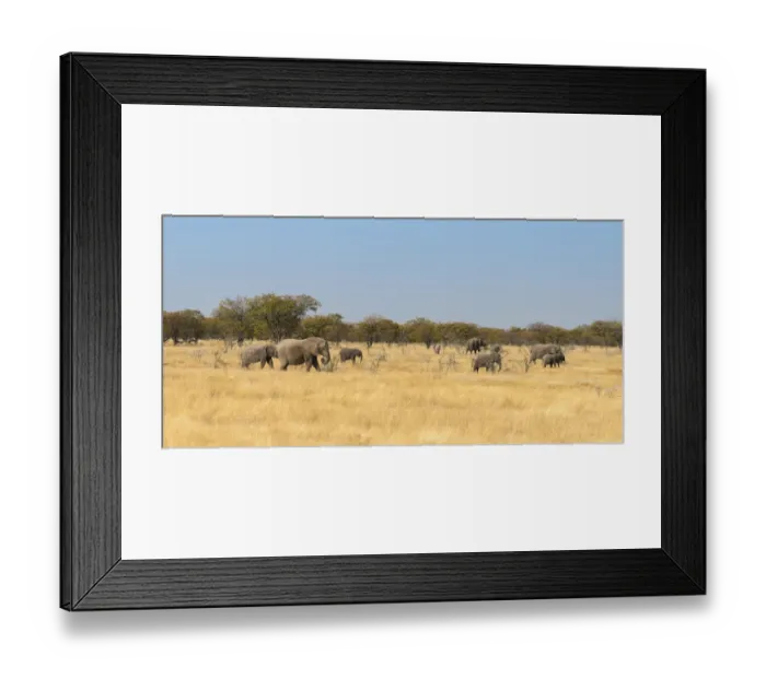 Framed Print : African elephants -Loxodonta africana-, Etosha National Park, Namibia Framed Print : African elephants -Loxodonta africana-, Etosha National Park, Namibia