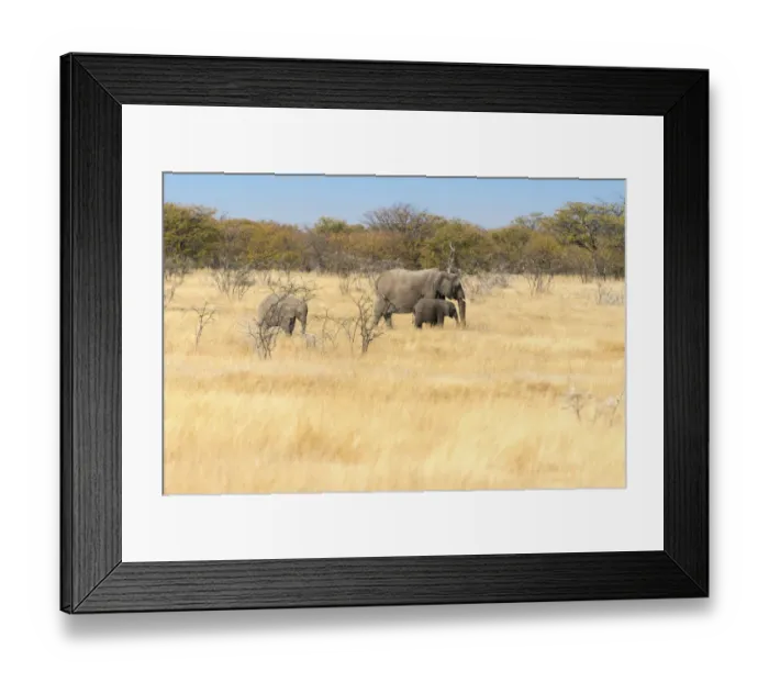 Framed Print : African elephants -Loxodonta africana-, Etosha National Park, Namibia Framed Print : African elephants -Loxodonta africana-, Etosha National Park, Namibia