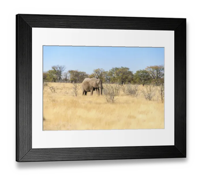 Framed Print : African Elephant -Loxodonta africana-, Etosha National Park, Namibia Framed Print : African Elephant -Loxodonta africana-, Etosha National Park, Namibia