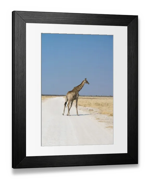 Framed Print : Giraffe -Giraffa camelopardalis-, Etosha National Park, Namibia Framed Print : Giraffe -Giraffa camelopardalis-, Etosha National Park, Namibia
