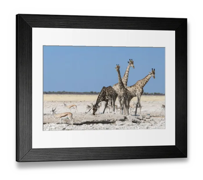 Framed Print : Giraffes -Giraffa camelopardalis-, Etosha National Park, Namibia Framed Print : Giraffes -Giraffa camelopardalis-, Etosha National Park, Namibia