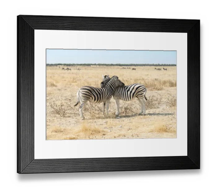 Framed Print : Plains Zebras or Burchells Zebras -Equus burchelli-, Etosha National Park, Namibia Framed Print : Plains Zebras or Burchells Zebras -Equus burchelli-, Etosha National Park, Namibia