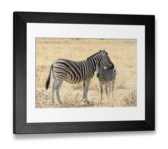 Framed Print : Plains Zebra or Burchells Zebra -Equus burchelli- with a foal, Etosha National Park, Namibia Framed Print : Plains Zebra or Burchells Zebra -Equus burchelli- with a foal, Etosha National Park, Namibia