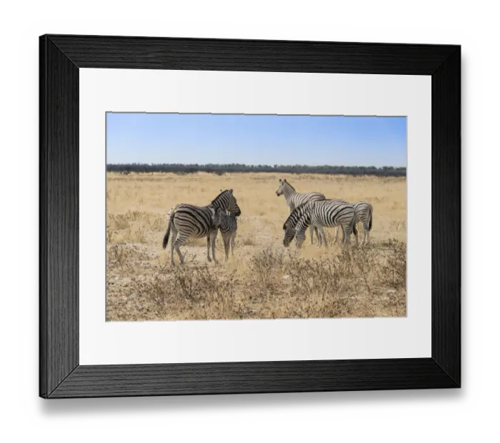 Framed Print : Plains Zebras or Burchells Zebras -Equus burchelli-, Etosha National Park, Namibia Framed Print : Plains Zebras or Burchells Zebras -Equus burchelli-, Etosha National Park, Namibia