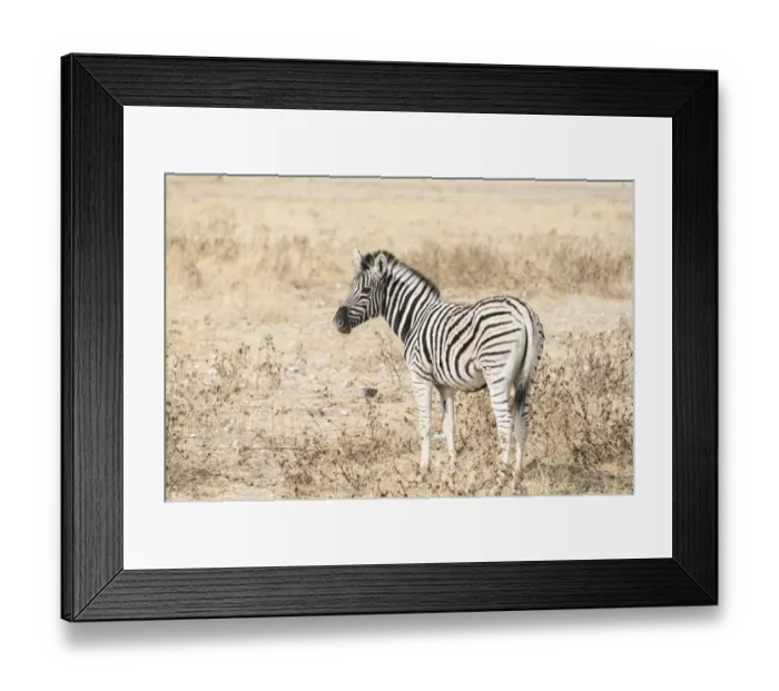 Framed Print : Plains Zebra or Burchells Zebra -Equus burchelli-, Etosha National Park, Namibia Framed Print : Plains Zebra or Burchells Zebra -Equus burchelli-, Etosha National Park, Namibia
