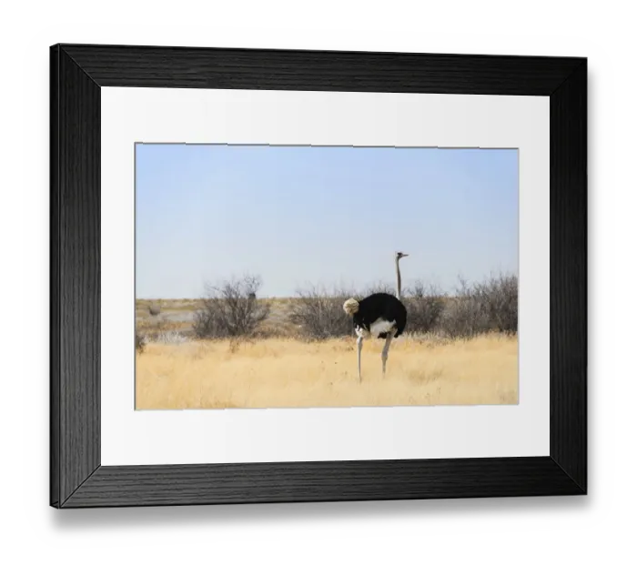 Framed Print : Ostrich -Struthio camelus-, Etosha National Park, Namibia Framed Print : Ostrich -Struthio camelus-, Etosha National Park, Namibia