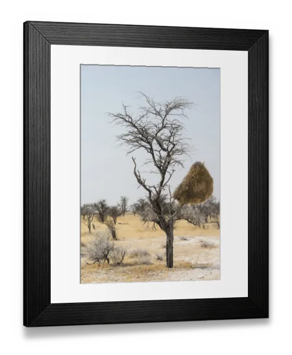 Framed Print : Nesting colony of hanging in a tree, Sociable Weaver -Philetairus socius-, Etosha National Park, Namibia