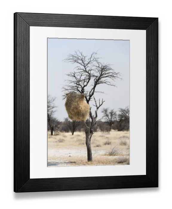 Framed Print : Nesting colony hanging in a tree, Sociable Weaver -Philetairus socius-, Etosha National Park, Namibia