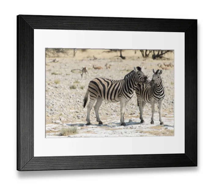 Framed Print : Plains Zebras or Burchells Zebras -Equus burchelli-, Etosha National Park, Namibia Framed Print : Plains Zebras or Burchells Zebras -Equus burchelli-, Etosha National Park, Namibia