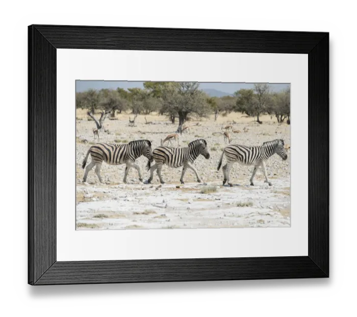 Framed Print : Plains Zebras or Burchells Zebras -Equus burchelli-, Etosha National Park, Namibia Framed Print : Plains Zebras or Burchells Zebras -Equus burchelli-, Etosha National Park, Namibia