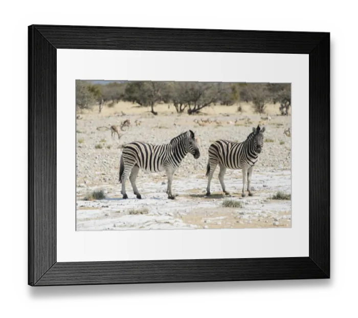 Framed Print : Plains Zebras or Burchells Zebras -Equus burchelli-, Etosha National Park, Namibia Framed Print : Plains Zebras or Burchells Zebras -Equus burchelli-, Etosha National Park, Namibia