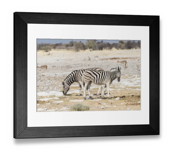Framed Print : Plains Zebras or Burchells Zebras -Equus burchelli-, Etosha National Park, Namibia Framed Print : Plains Zebras or Burchells Zebras -Equus burchelli-, Etosha National Park, Namibia
