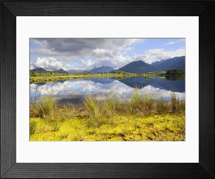 Framed Print : Sedimentation area with Flat-top Bogmoss -Sphagnum fallax- and Common Club-rush or Bulrush -Scirpus lacustris- in moorland ponds, former peat bog in glacial bog on the edge of the Alps, Nicklheim, Bavaria, Germany, Europe Framed Print : Sedimentation area with Flat-top Bogmoss -Sphagnum fallax- and Common Club-rush or Bulrush -Scirpus lacustris- in moorland ponds, former peat bog in glacial bog on the edge of the Alps, Nicklheim, Bavaria, Germany, Europe