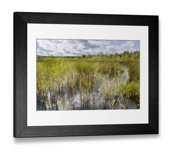 Framed Print : Reeds and rushes at a bog, Stammbecken Moor, former Nicklheim peat works, Rosenheim, Bavaria, Germany, Europe Framed Print : Reeds and rushes at a bog, Stammbecken Moor, former Nicklheim peat works, Rosenheim, Bavaria, Germany, Europe