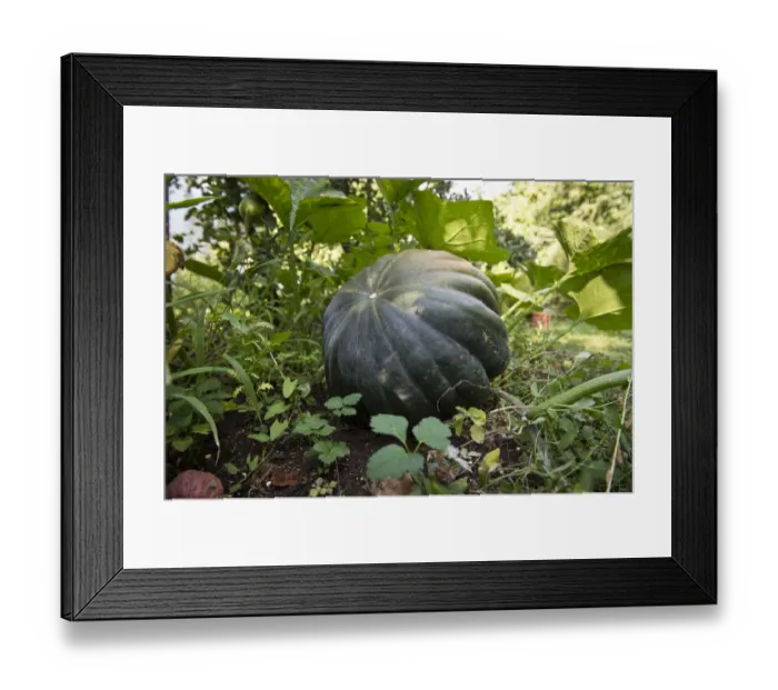 Framed Print : Cucurbit -Cucurbita moschata-, Stuttgart, Baden-Wuerttemberg, Germany, Europe Framed Print : Cucurbit -Cucurbita moschata-, Stuttgart, Baden-Wuerttemberg, Germany, Europe