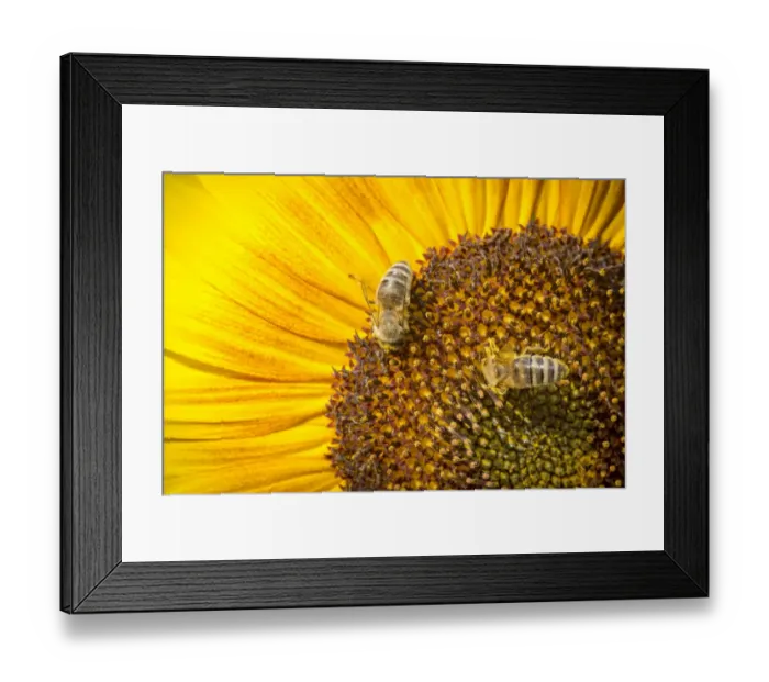 Framed Print : Western honey bees -Apis mellifera- perched on a sunflower -Helianthus annuus-, detailed view of the blossom, Stuttgart, Baden-Wuerttemberg, Germany, Europe Framed Print : Western honey bees -Apis mellifera- perched on a sunflower -Helianthus annuus-, detailed view of the blossom, Stuttgart, Baden-Wuerttemberg, Germany, Europe