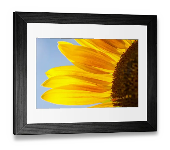 Framed Print : Sunflower -Helianthus annuus-, detailed view of the blossom, Stuttgart, Baden-Wuerttemberg, Germany, Europe Framed Print : Sunflower -Helianthus annuus-, detailed view of the blossom, Stuttgart, Baden-Wuerttemberg, Germany, Europe