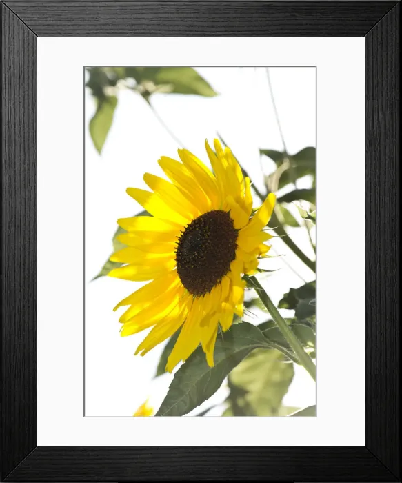 Framed Print : Sunflower -Helianthus annuus-, Stuttgart, Baden-Wuerttemberg, Germany, Europe Framed Print : Sunflower -Helianthus annuus-, Stuttgart, Baden-Wuerttemberg, Germany, Europe